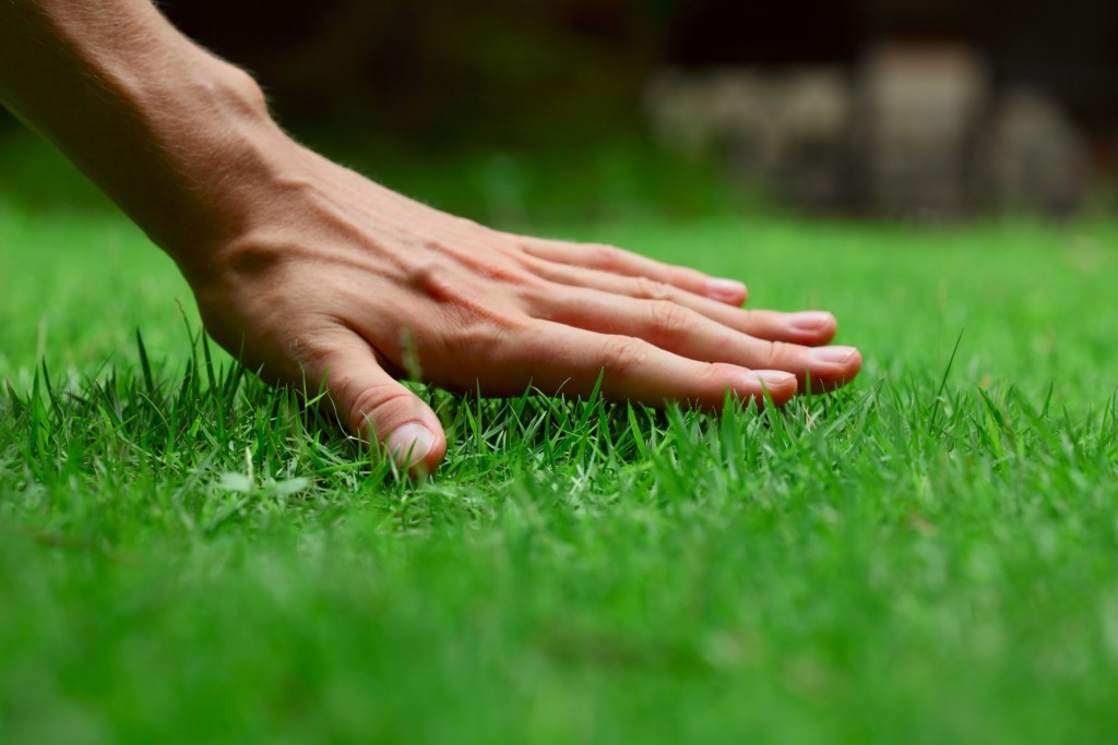 Lawn grass