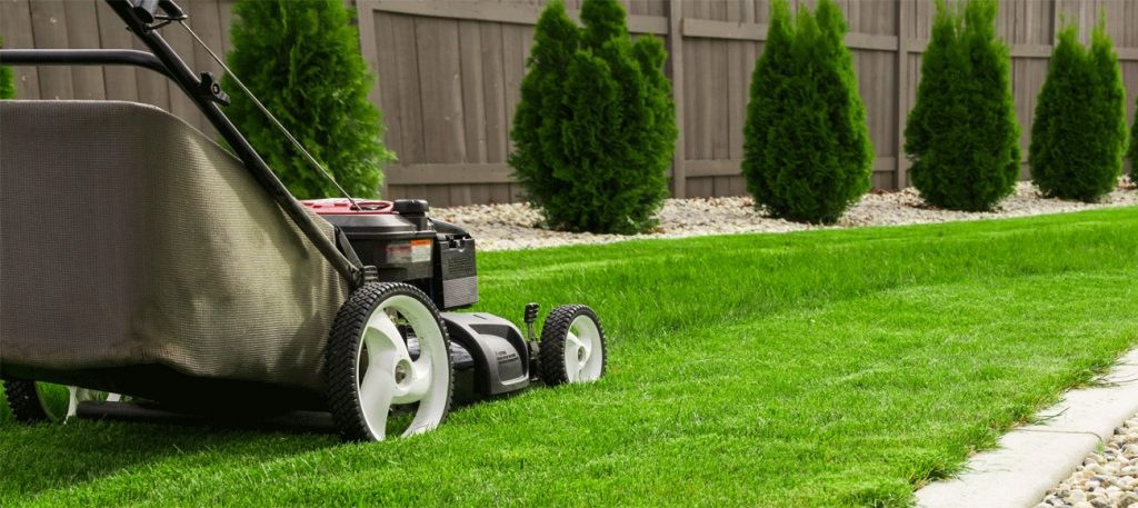 Lawn grass